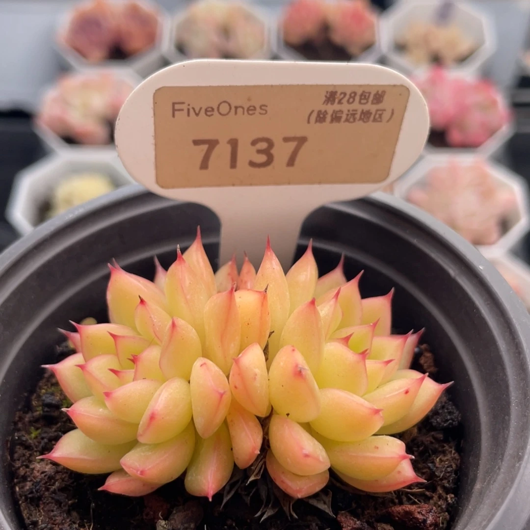 闪光7137-5.5厘米