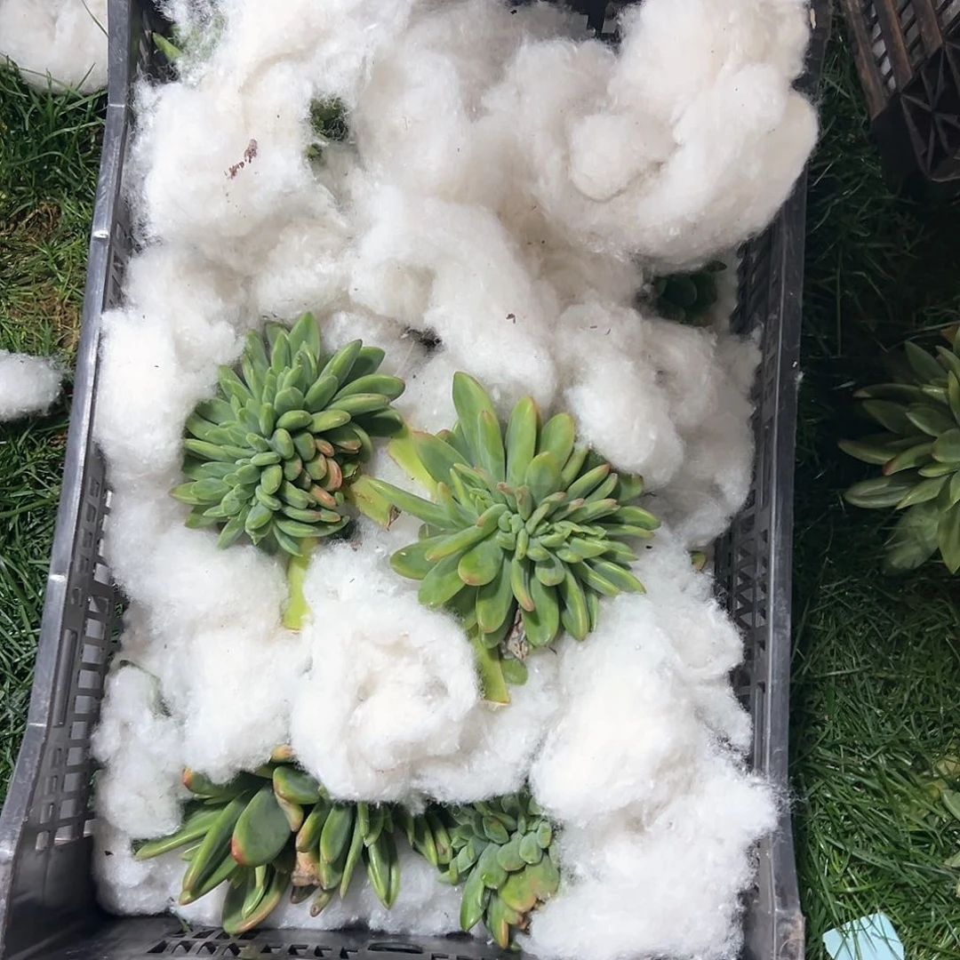 2.9-1海洋之歌缀化多肉随机