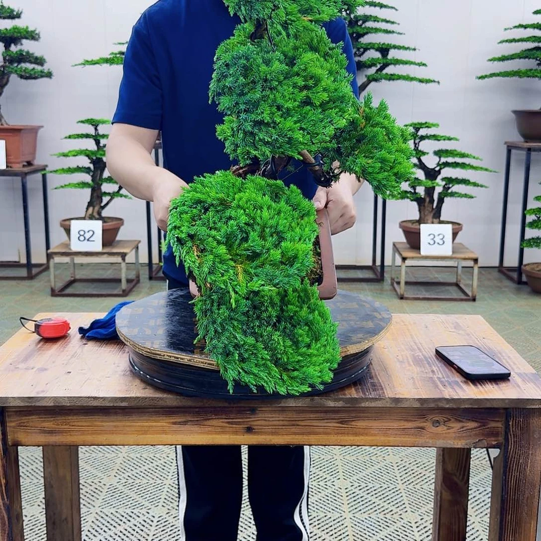 无花朵柏树造型盆景带盆