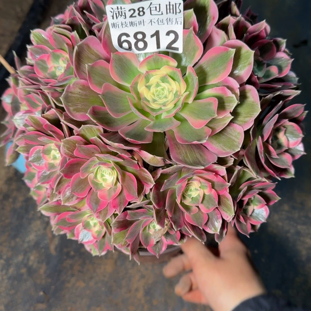 6812女郎多肉植物