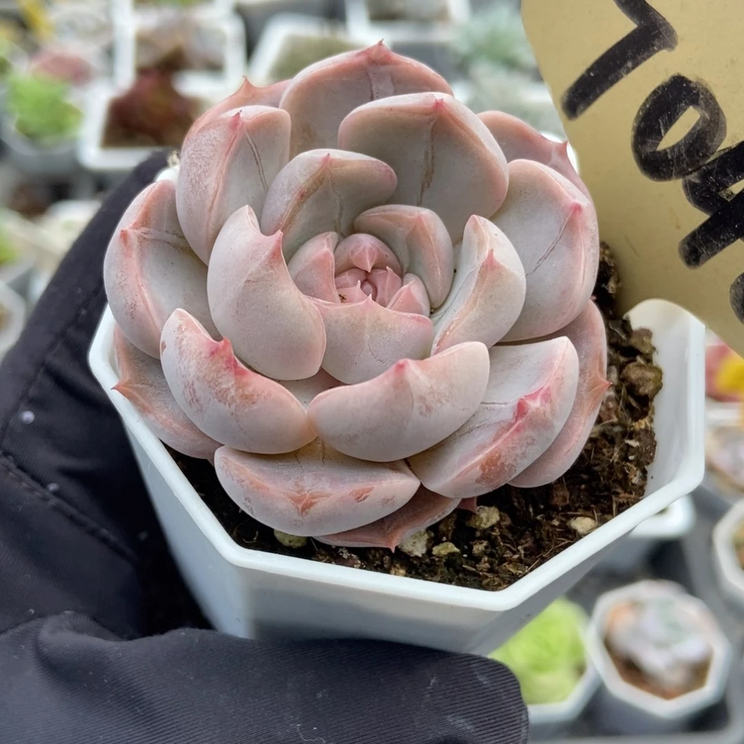 7046夜莺多肉植物保护