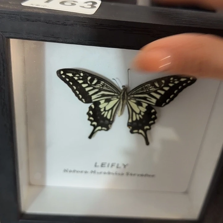 小框163蝴蝶蝴蝶蝴蝶