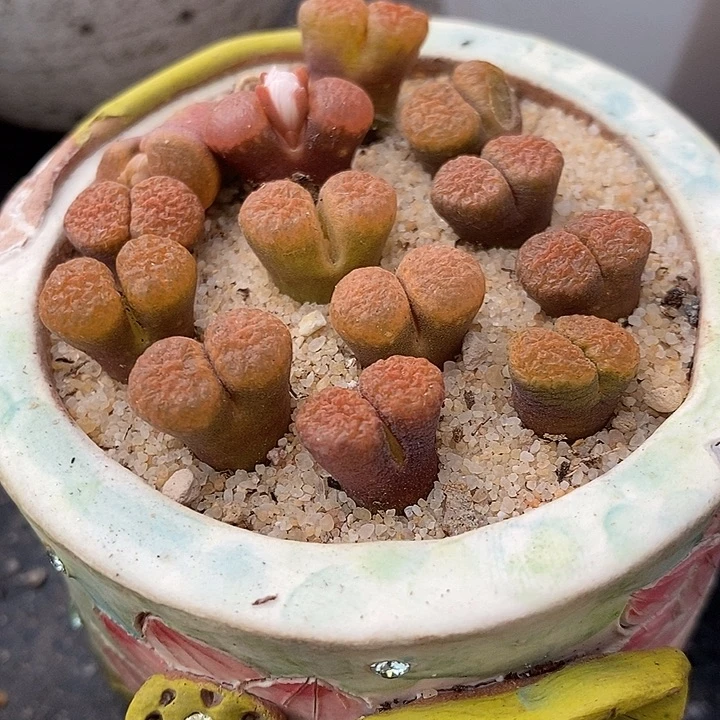 超级蛋糕风铃一颗