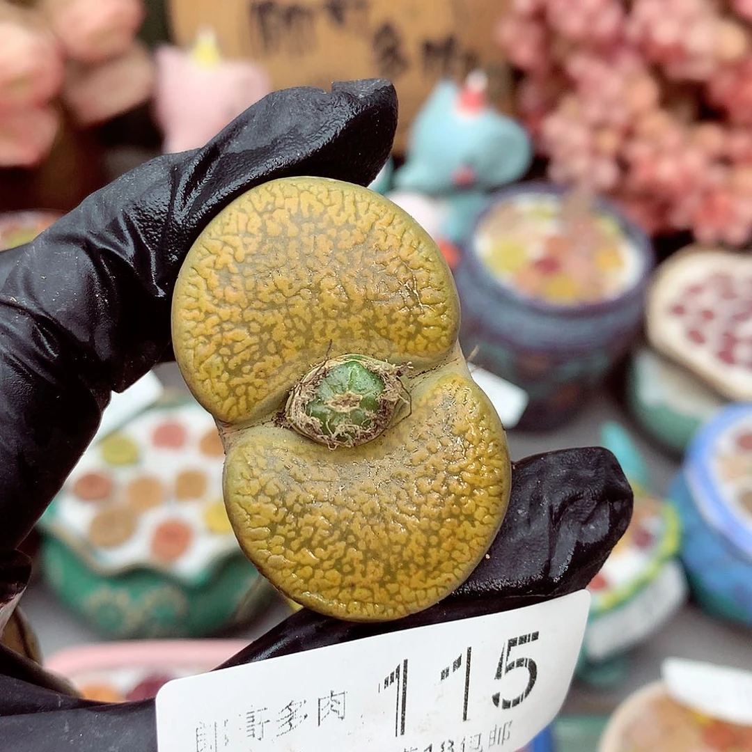 生石花满18包邮8-115