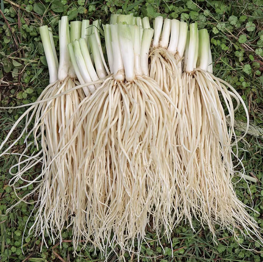 云南保山新鲜撇菜根苤菜根大韭菜根月子良菜可腌制500克新鲜蔬菜