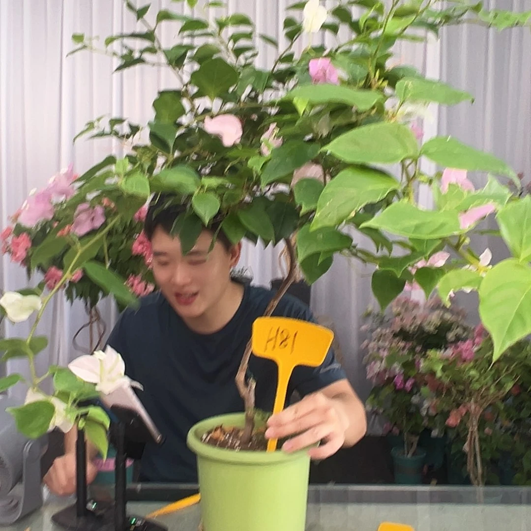许***房大部分开放少量花苞H81广红英
