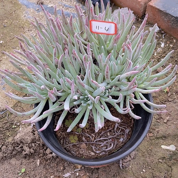 陈***&爱杜丽丝仙女被11杠4号