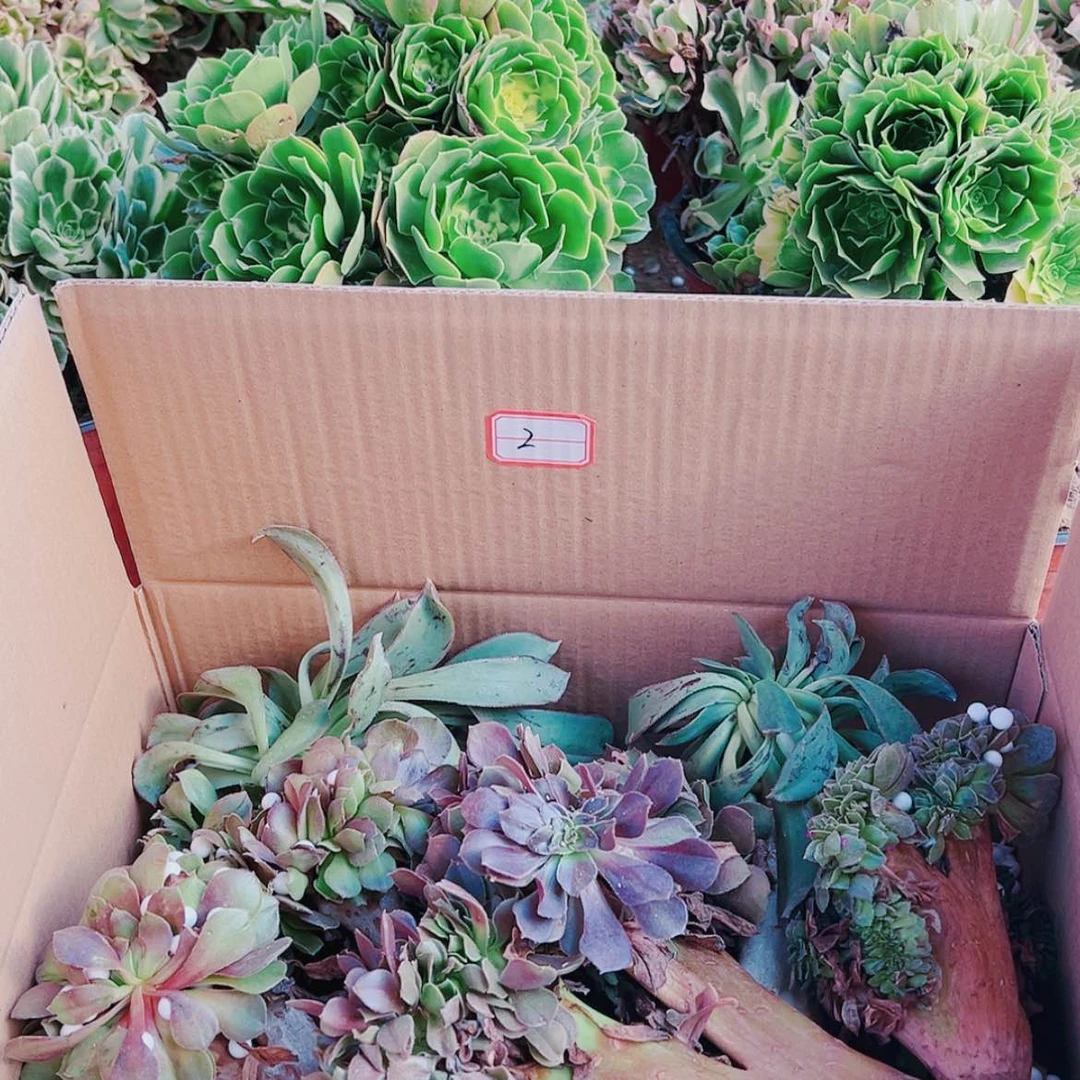 【闪购商品】无花朵h****32号套餐无售后