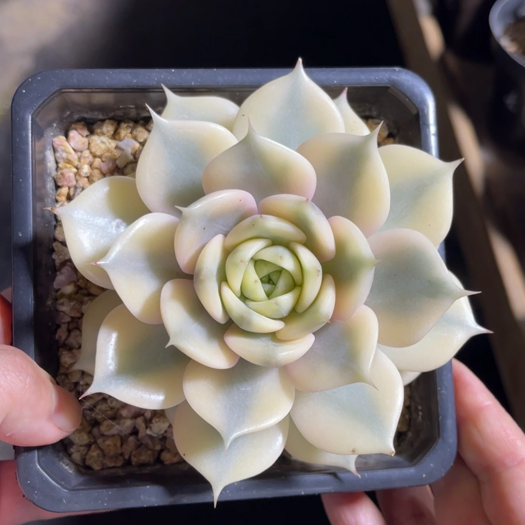 贝加尔湖锦 一物一拍不支持退换