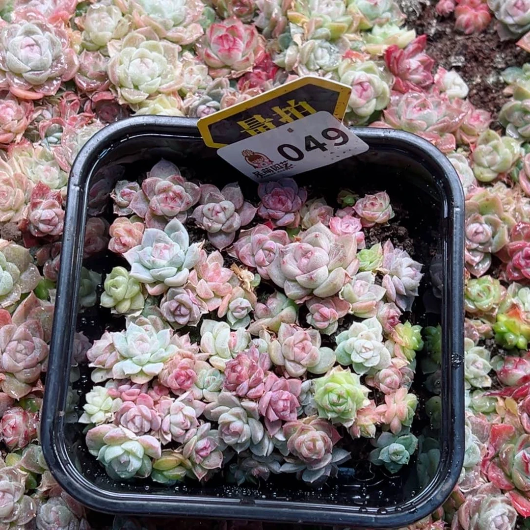 多肉植物多肉植物