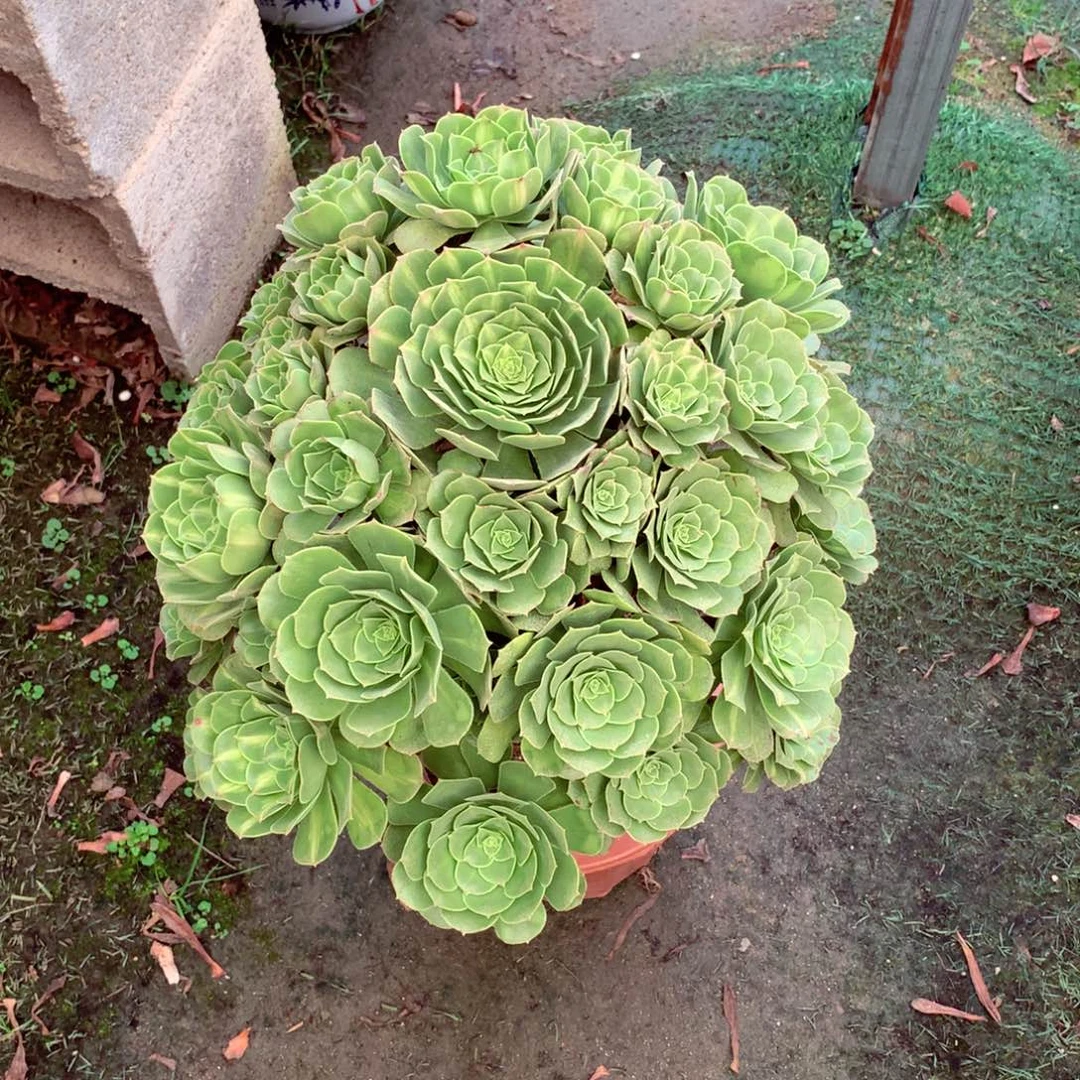 琉璃绿玫瑰，多肉植物