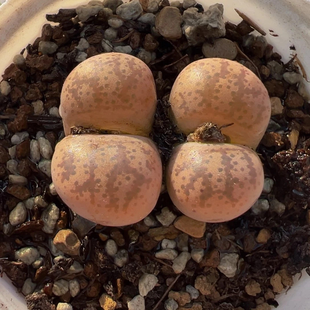 182多肉植物种类多样