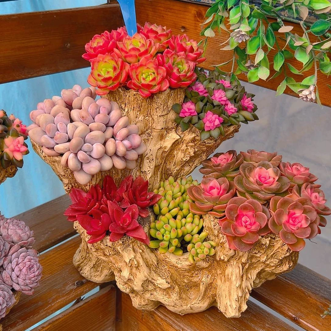 花果山多肉组合花园