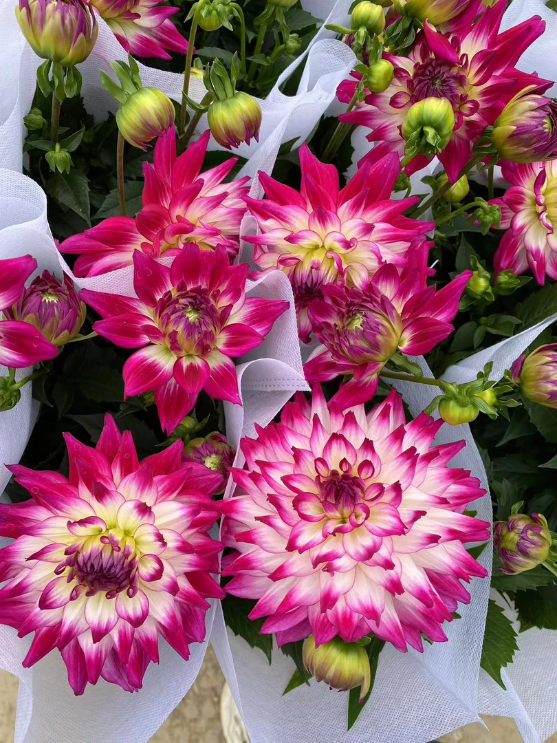 荷花仙子 小丽花盆栽 观赏植物花卉