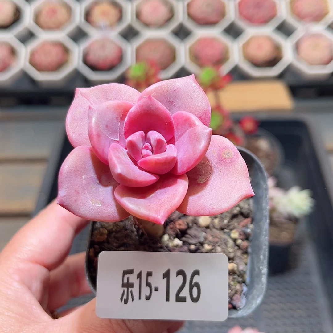 乐15-126 彩虹糖