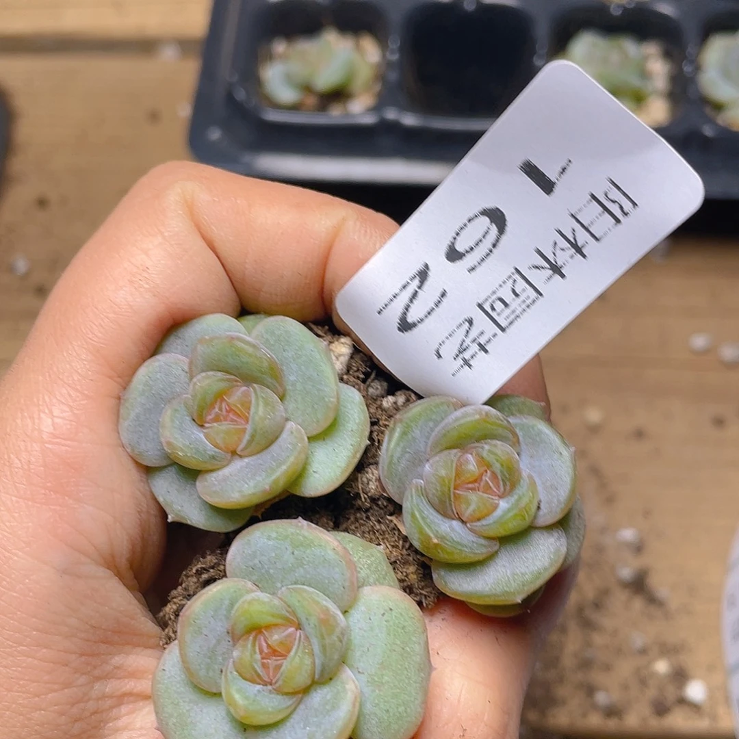多肉植物多肉植物162