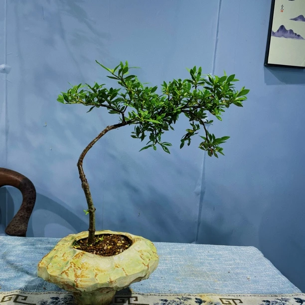 （一物一拍）海岛小叶栀子花茶室空间盆景专用链接