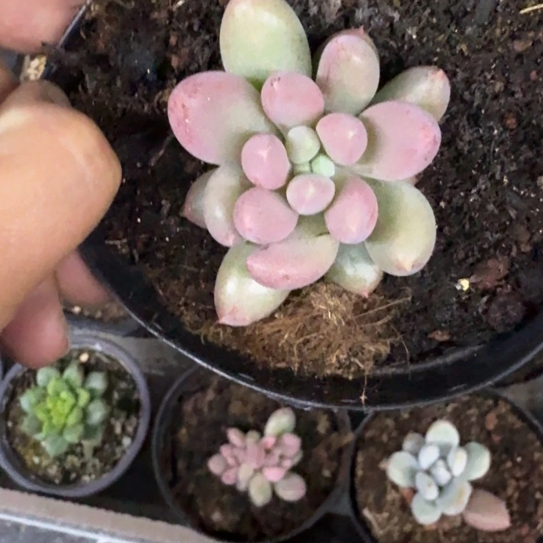 海豚体 哥特 单头 叶插 一物一拍