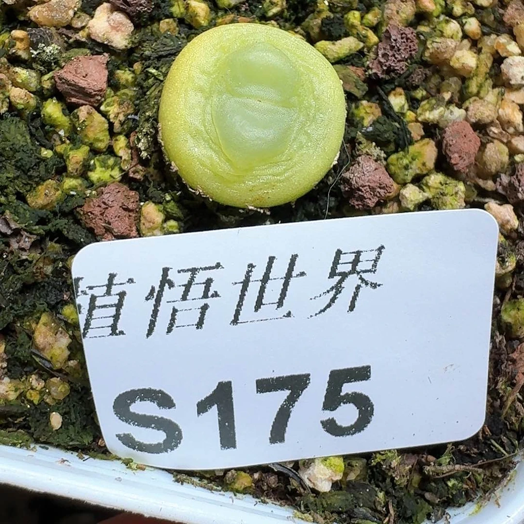 175号多肉植物哇c