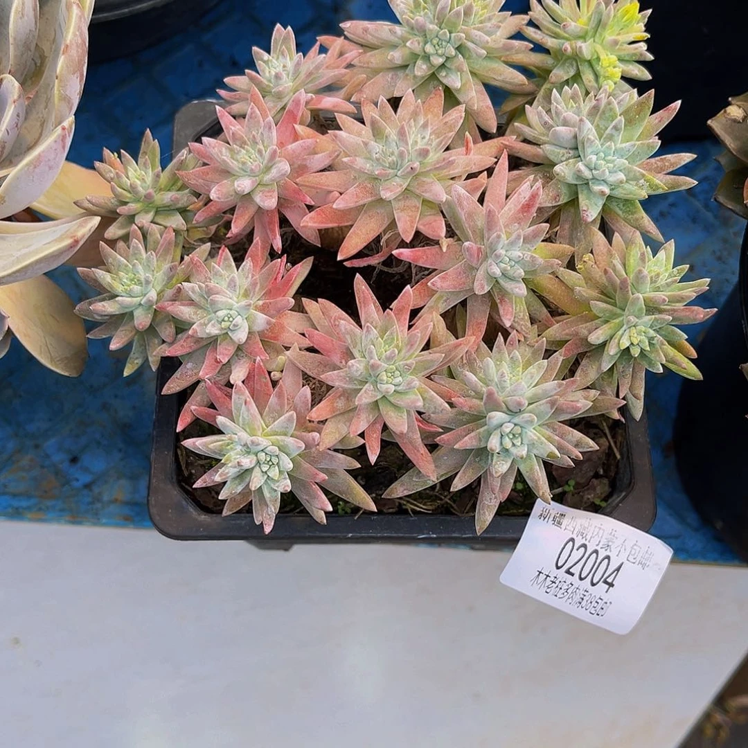 虎***妈    白菊多肉02004