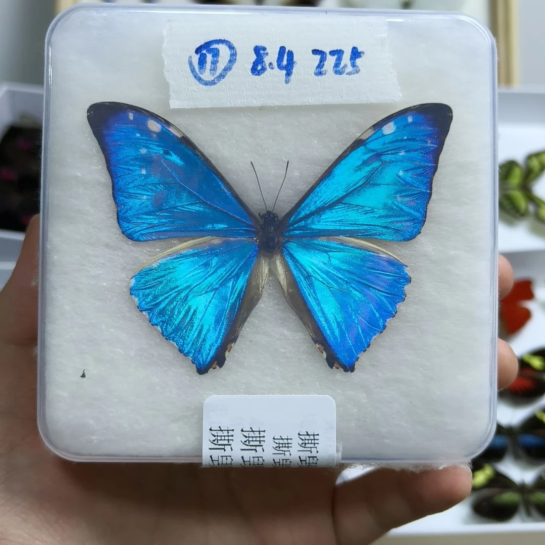 真蝴蝶标本一物一拍