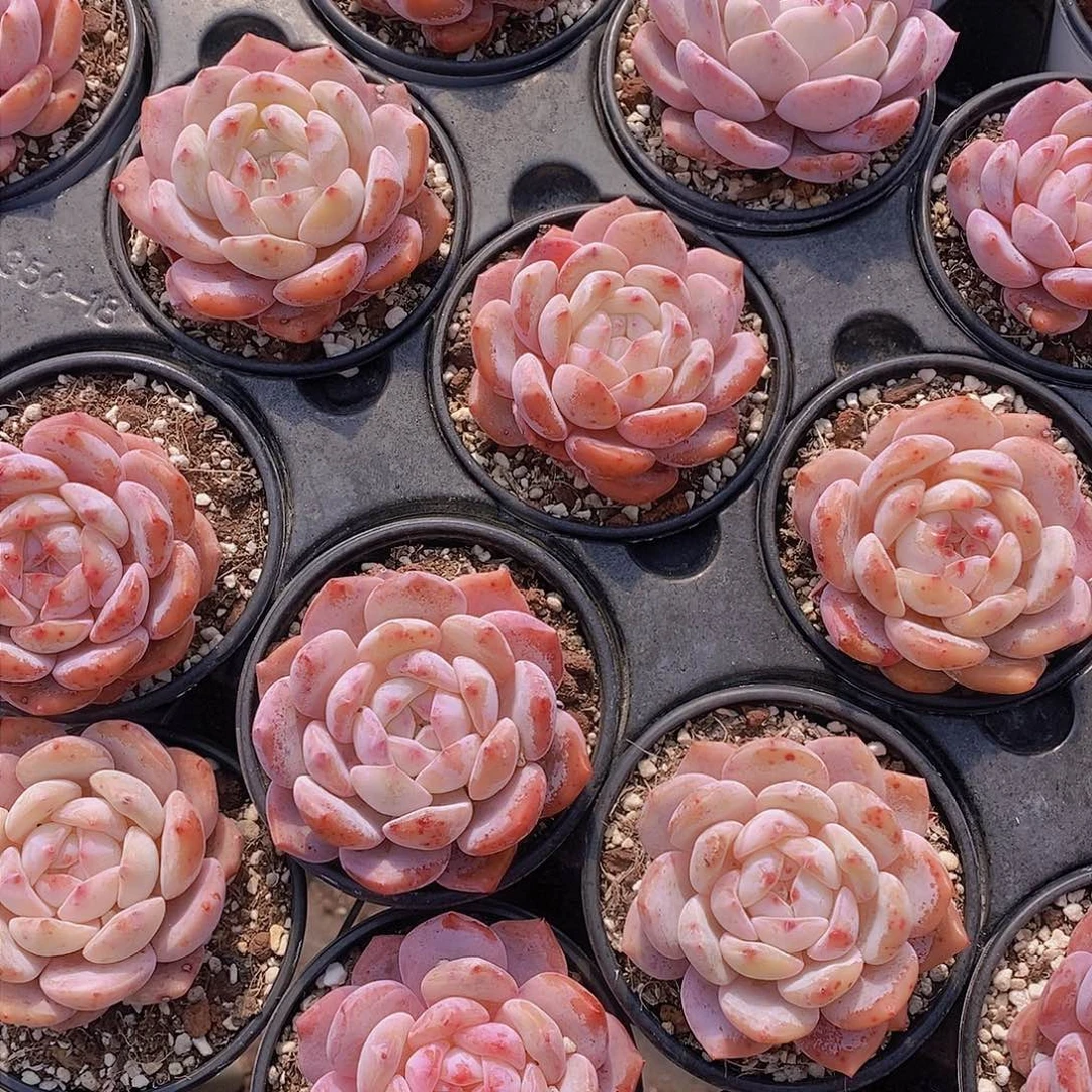 0223-草莓橙单头福利两颗 瑕疵慎拍