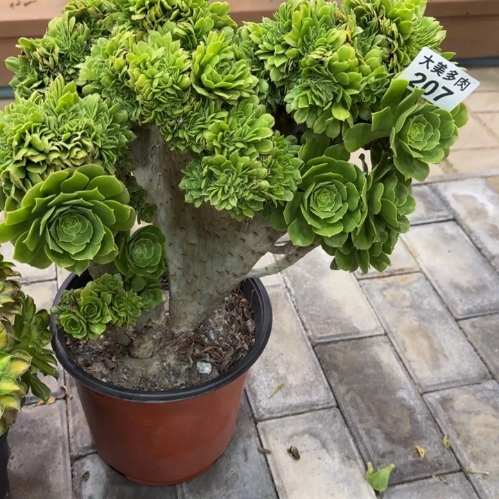 贾*琴绿羊绒缀化207肉肉