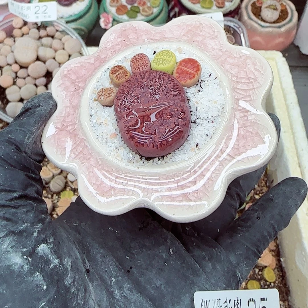 生石花满18包邮1206-