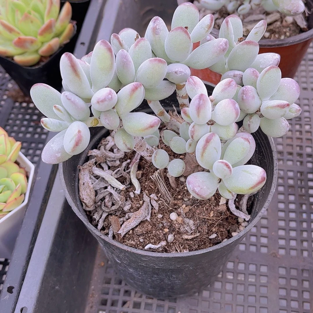 乒乓福娘多肉植物