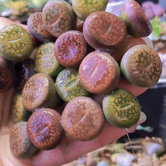 无花朵1091，1.8厘米左右彩色日轮老皮微瑕19颗