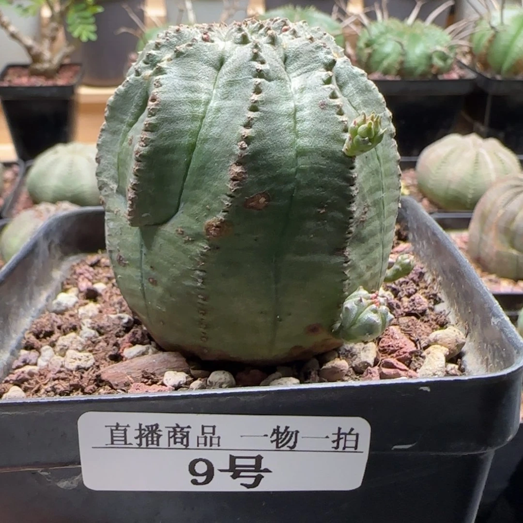 欧系布纹球，实生，缀化，带盆