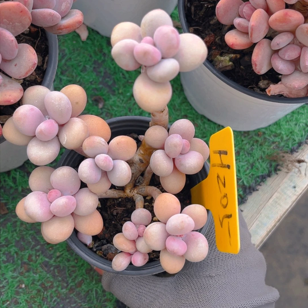 发***哈205dfghhjjhjjhhb