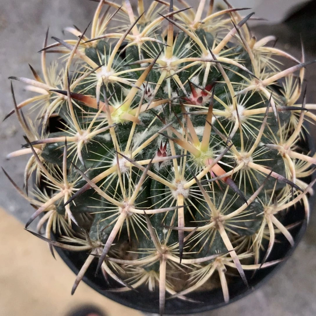 开播福利实生虎爪玉