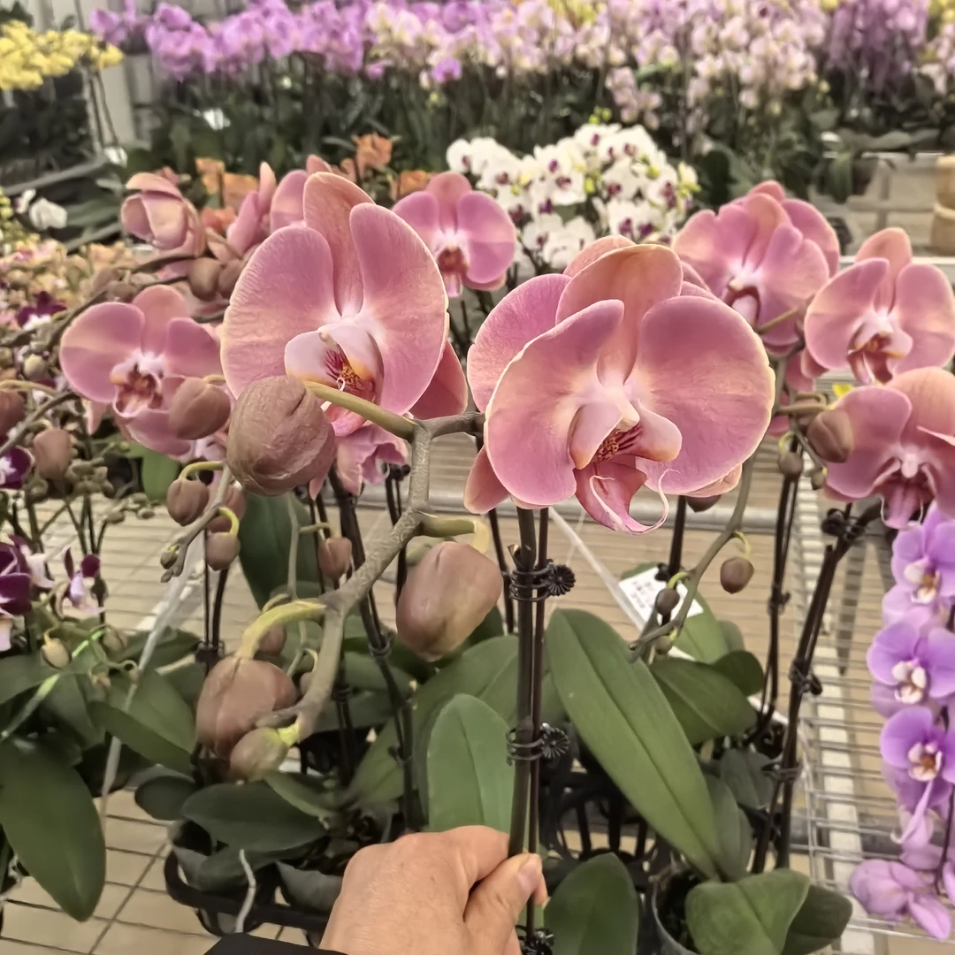 【大鲑鱼】3寸单梗蝴蝶兰精品大苗室内花卉带盆栽好养耐养绿植