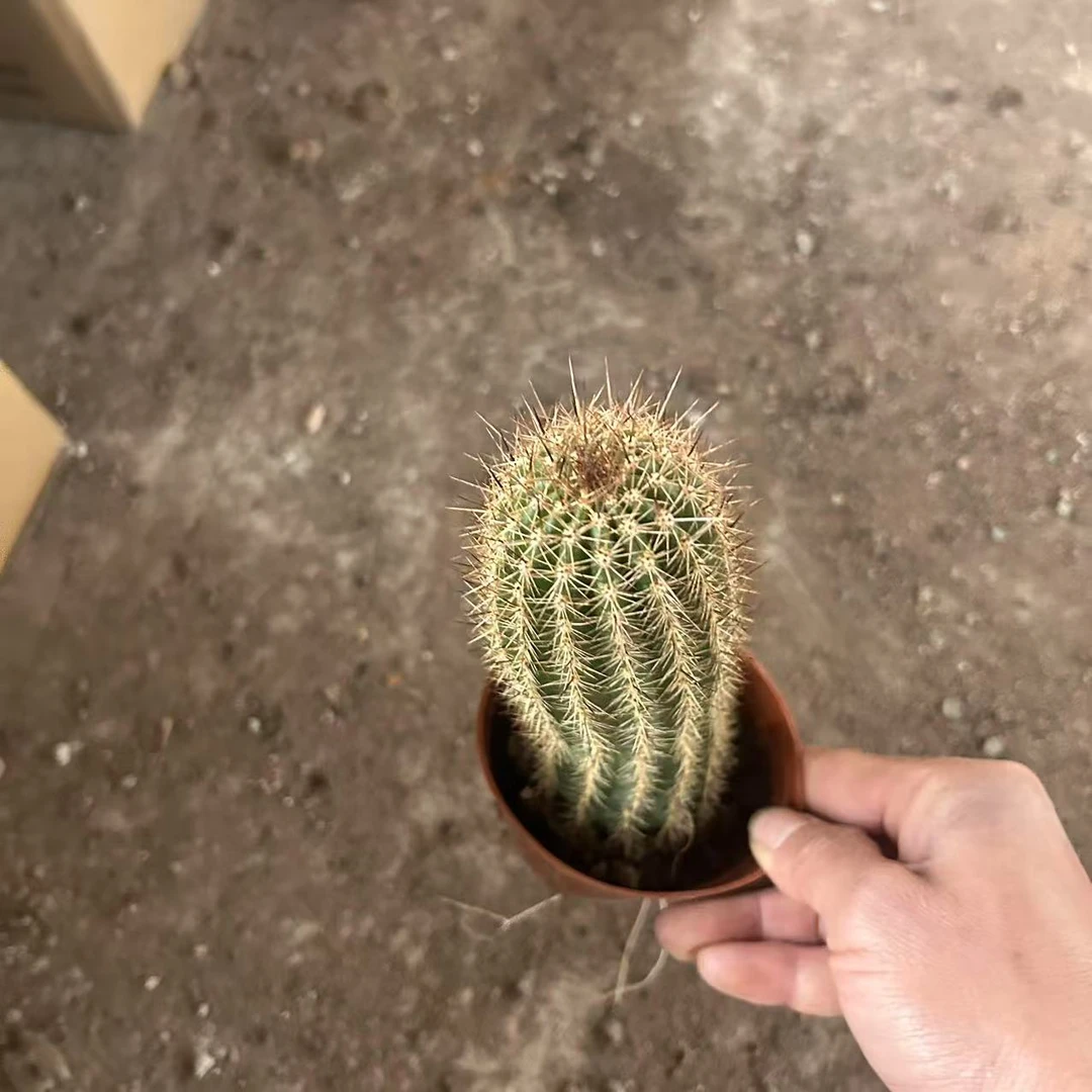 红星毛花柱 仙人球夏型种绿植盆栽桌面阳台办公室摆件