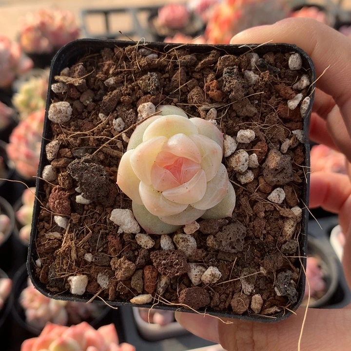 新品珍妮一物一拍