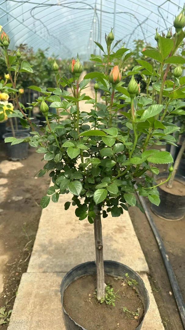 花友必入 棒棒糖月季 单色双色棒棒糖