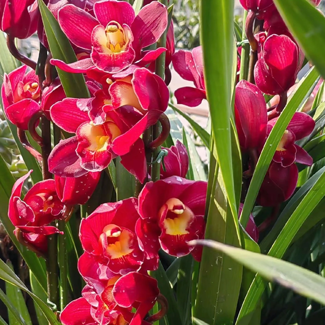 兰花【红宝石带4-5支花剑】 鲜花年宵花带花苞浓香型-免费保温发货