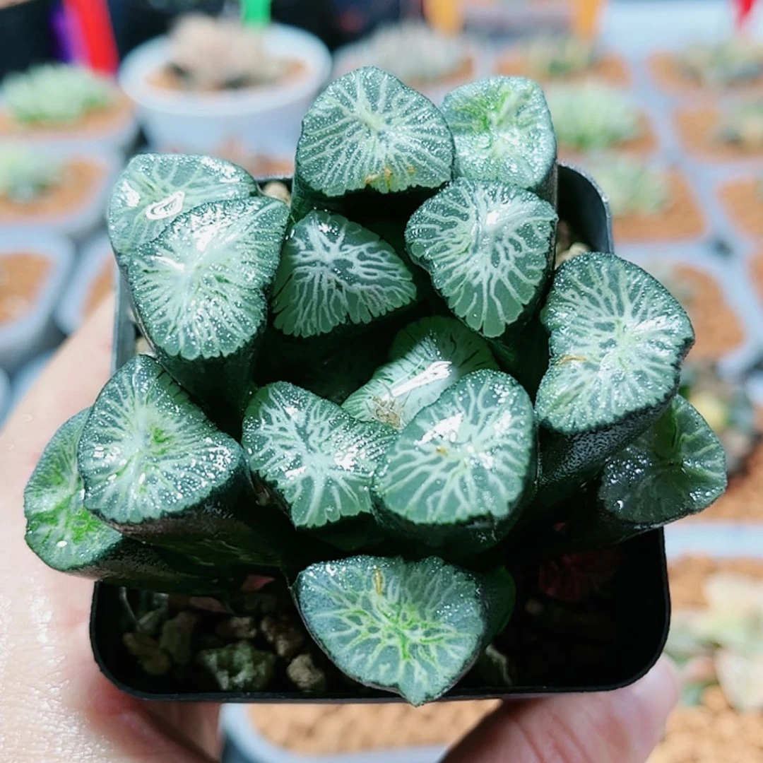 【闪购商品】白妙万象