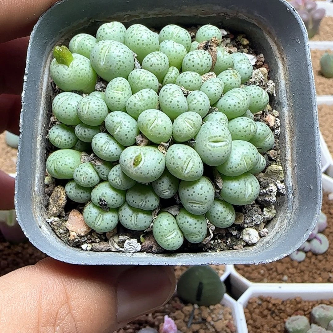 好看的杂交。   53926