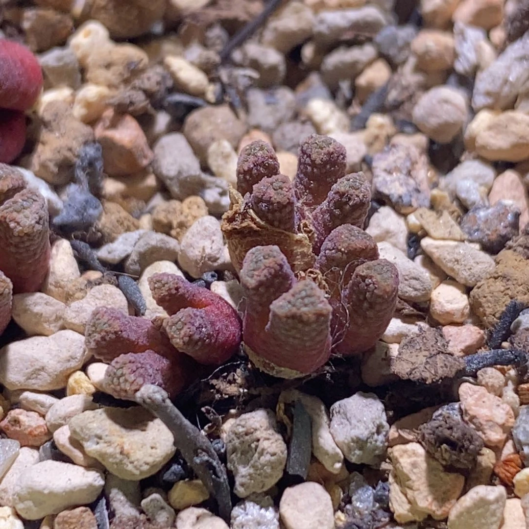 好看好看好看arm1254火柴头