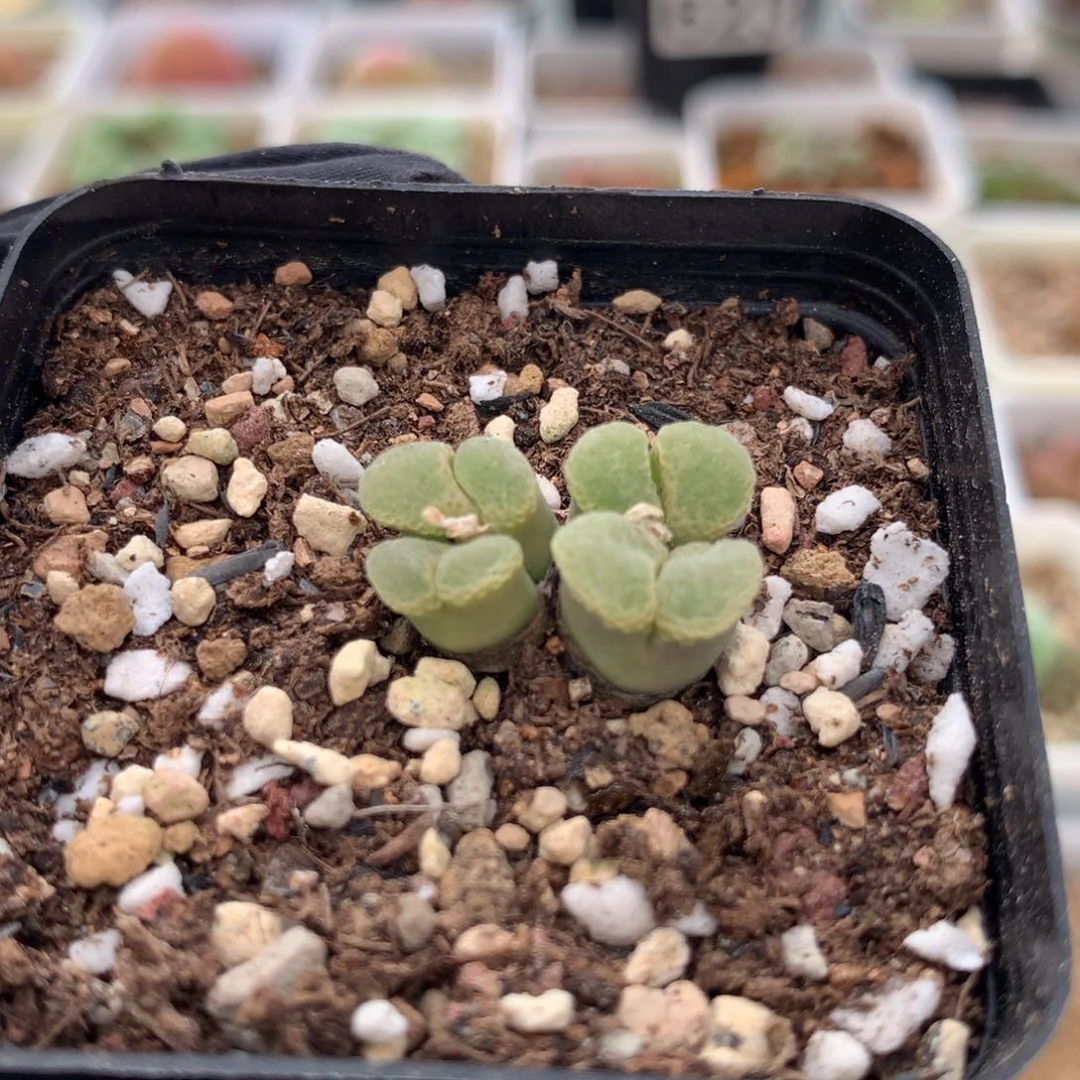 902粉樱风铃母本