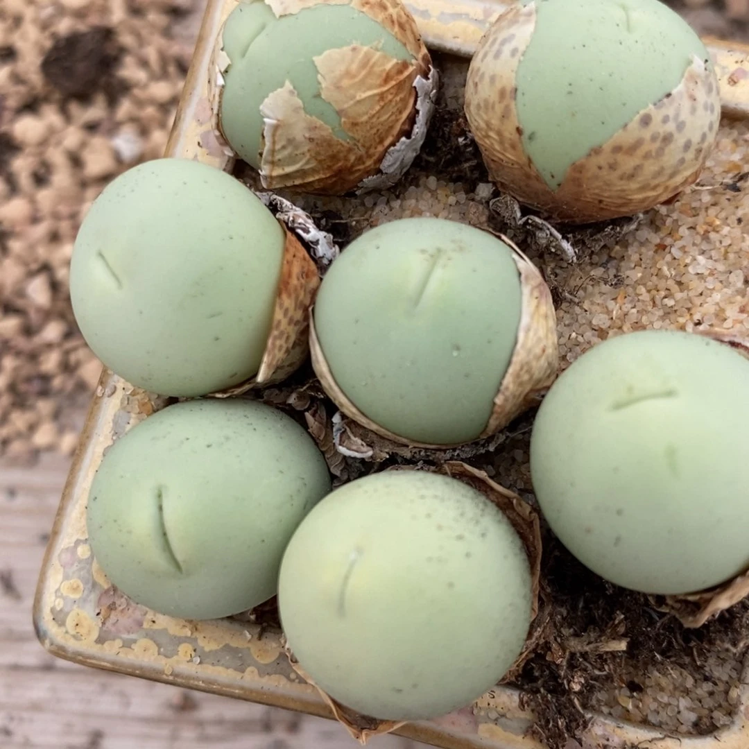 2417嘟嘟嘴鸽子蛋1颗。