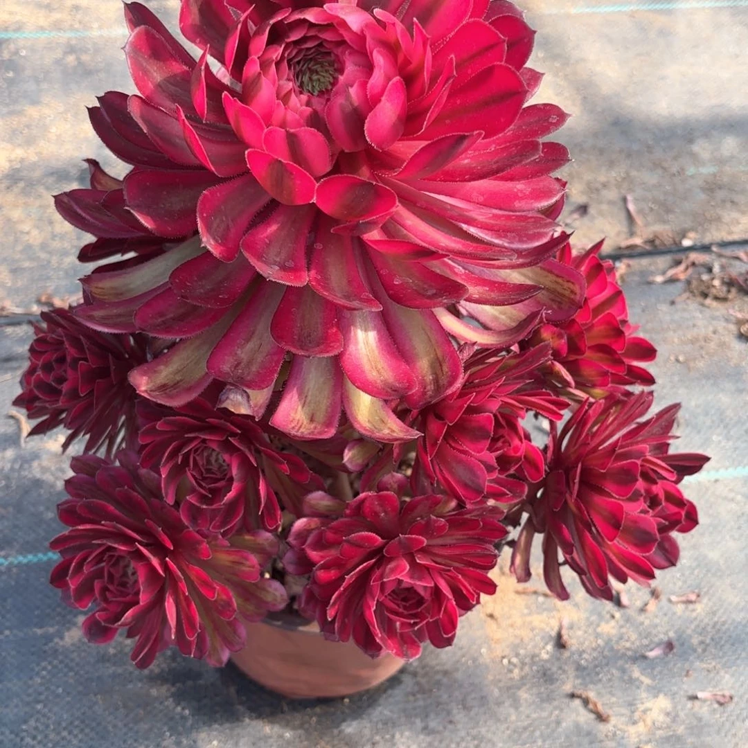 无花朵274白月光主头要开花