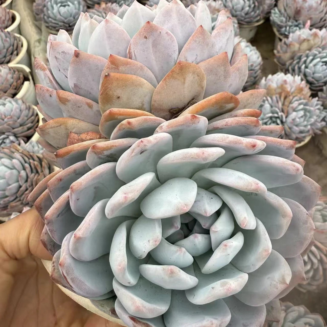 云漫多肉  橙梦露双头 18cm左右 多肉植物