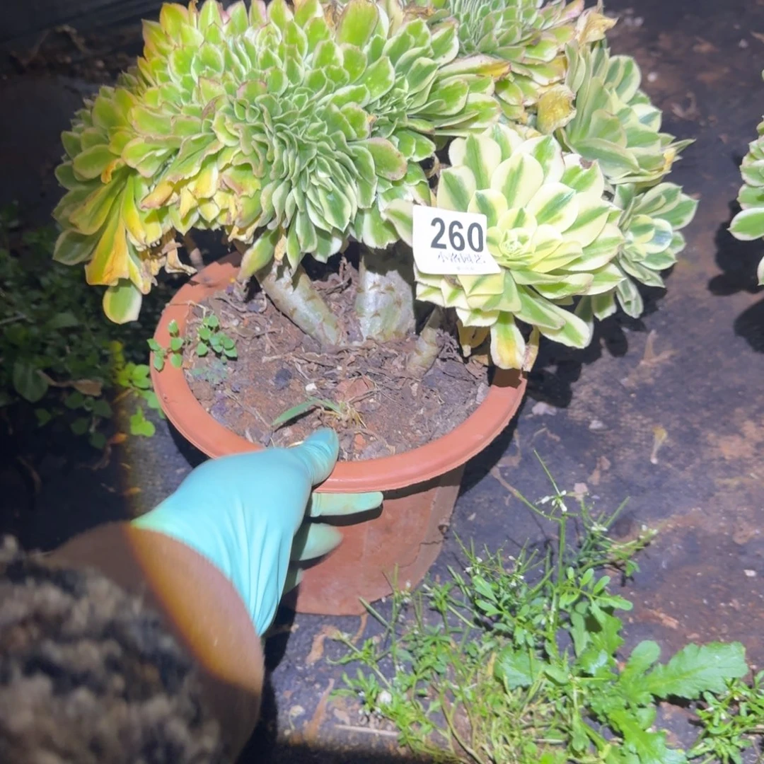 260迈巴赫缀化多肉植物满28包邮