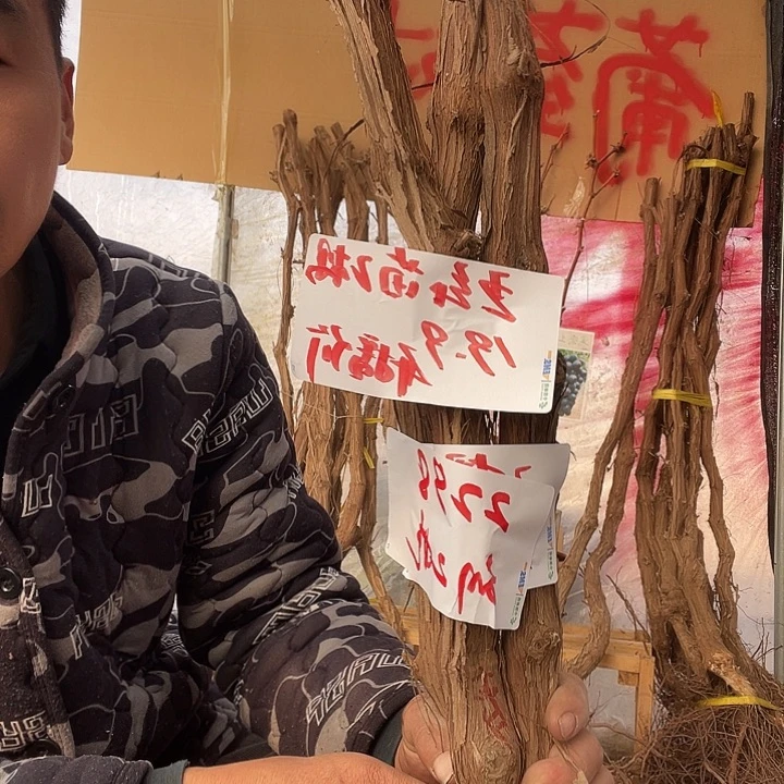 刘***娃完全开放葡萄种植