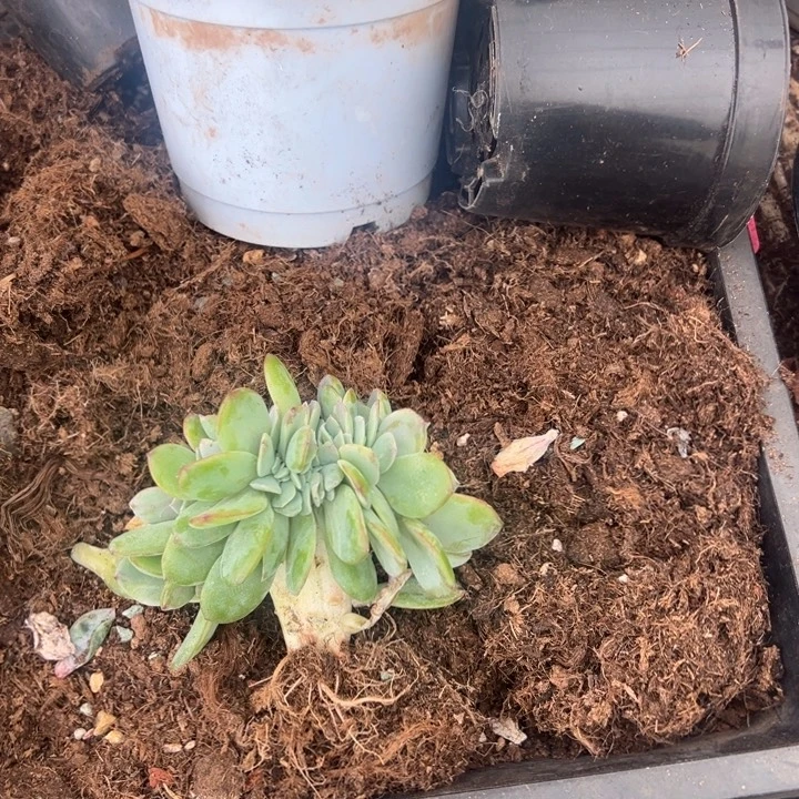 小***茄云欣多肉植物白凤缀