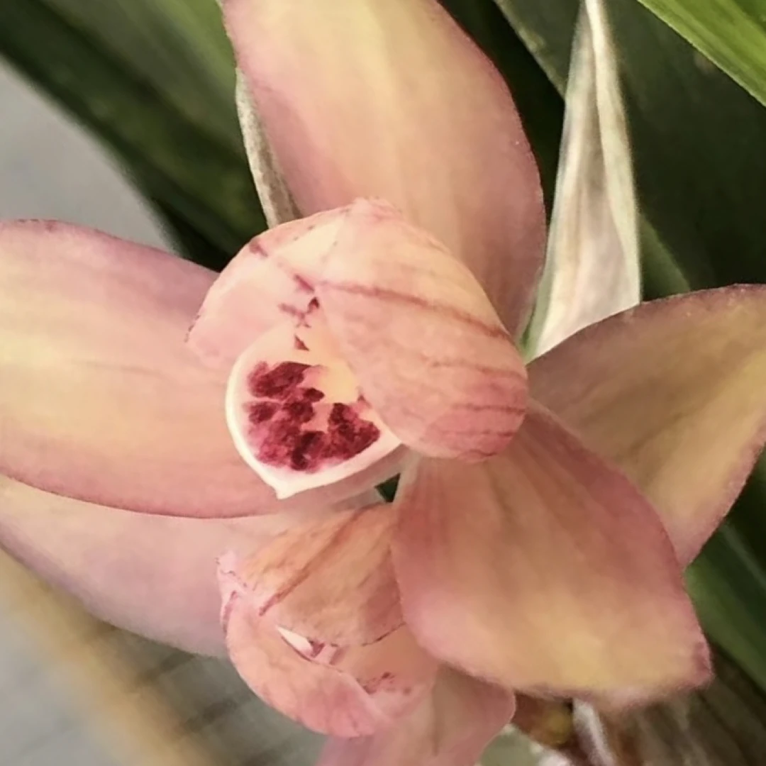 春剑青花瓷双艺双全1苗龙头（寄养）