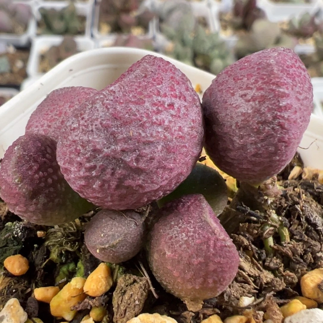 w红烧肉多肉植物水泡